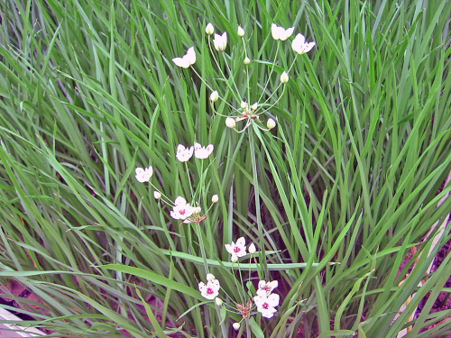 Butomus umbellatus Schneewittchen - weiße Schwanenblume